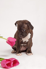 little brown staffordshire bull terrier with flower