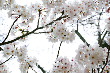 桜