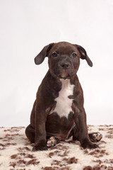 little brown staffordshire bull terrier