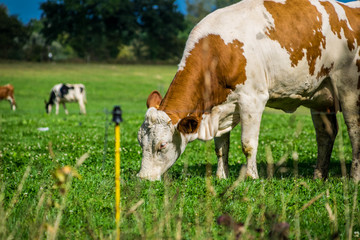 Vache Française.