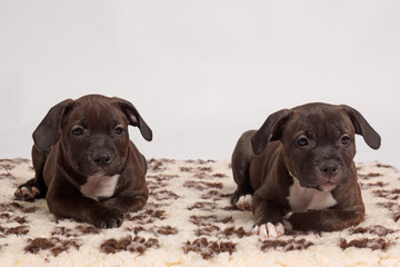 two little brown staffordshire bull terriers