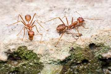 Red ant is drinking water.