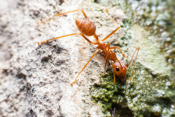 Red ant is drinking water.