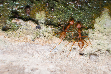 Red ant is drinking water.