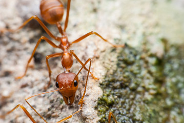 Red ant is drinking water.