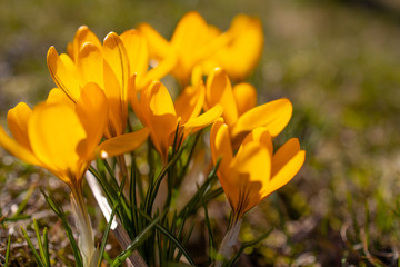 fr&uuml;hling_bl&uuml;hen_krokus