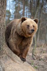 Fototapeta premium Big brown bear in forest