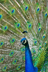 Obraz premium Blaue Pfau (Pavo cristatus)