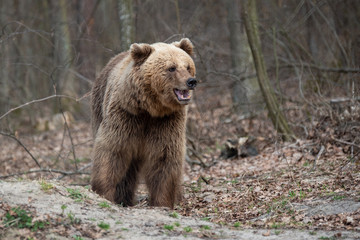 Fototapeta premium Big brown bear in forest