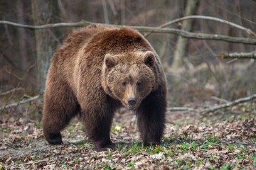 Fototapeta na wymiar Big brown bear in forest