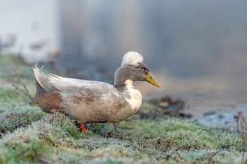 White duck on wet green grass animal farm in a village