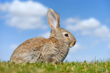 Rabbit hare while in grass