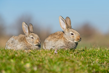 Naklejka na ściany i meble Rabbit hare while in grass