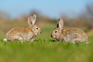 Rabbit hare while in grass