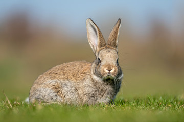 Naklejka na ściany i meble Rabbit hare while in grass