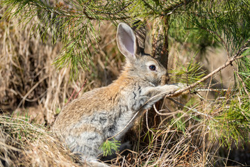 Rabbit hare while in grass