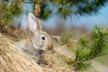 Rabbit hare while in grass