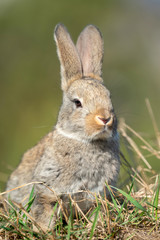 Rabbit hare while in grass