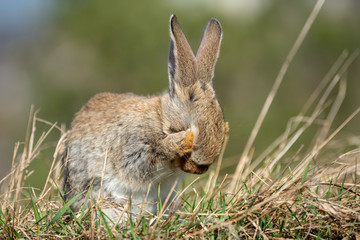 Rabbit hare while in grass