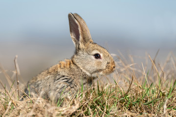 Rabbit hare while in grass