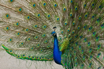 Obraz premium Blaue Pfau (Pavo cristatus)