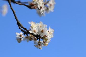 Hintergrund Frühling - Detailaufnahme der ersten Blüten einer Sauerkirsche vor einem strahlend blauen Hintergrund mit Textfreiraum