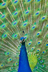 Naklejka premium Blaue Pfau (Pavo cristatus)