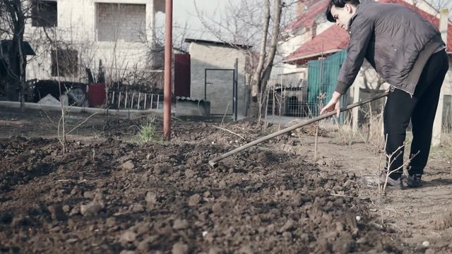 Male farmer using a rake to level the brown soil in the garden