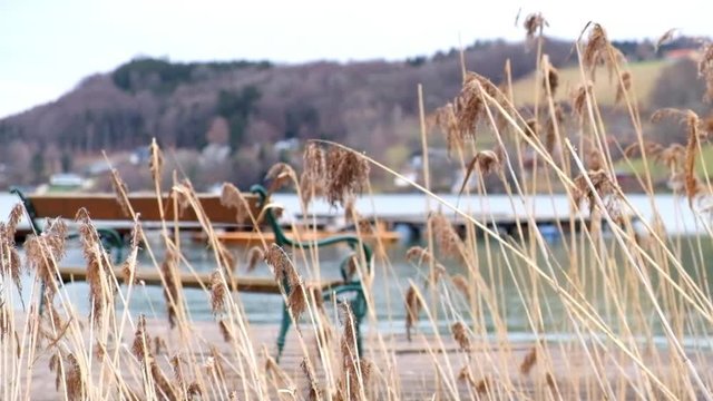 Close-up shot of reed swaying in the wind at the shore of Lake Mattsee in Austria with a bench in the background