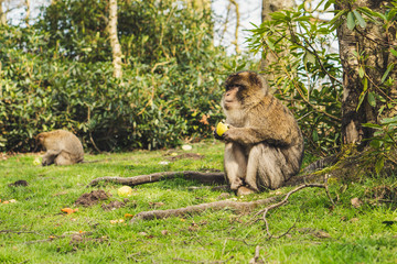 Macaque monkey in a forest