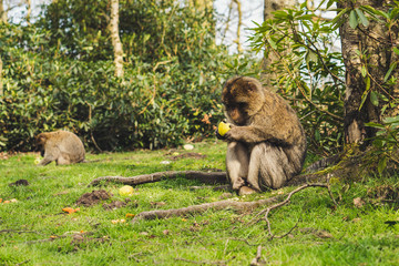 Macaque monkey in a forest