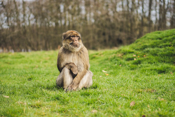 Macaque monkey in a forest
