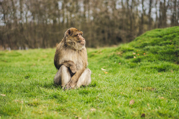 Macaque monkey in a forest