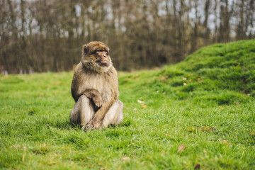 Macaque monkey in a forest
