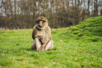 Macaque monkey in a forest