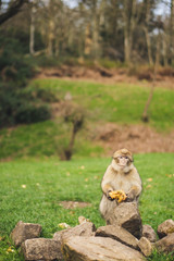 Macaque monkey in a forest