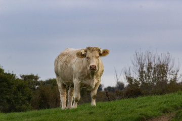 Vache vue de face dans un champ
