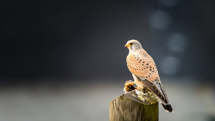 Common kestrel Falco tinnunculus, male, sitting with mouse on stake