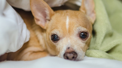 Tan and White Chihuahua borrowing under blankets