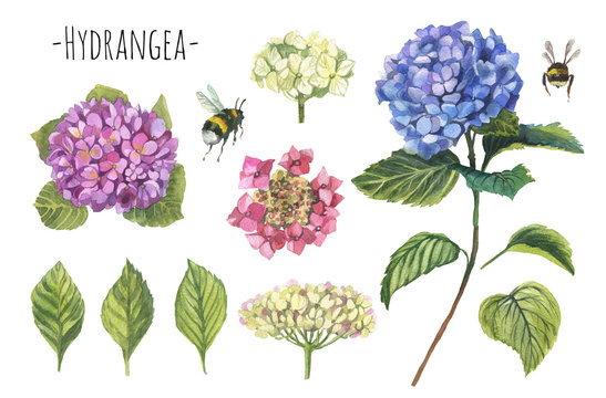 Watercolor white, green,pink and blue hydrangea set. Hand painted flowers with leaves and branch isolated on white background. .bumblebees isolated, Nature botanical illustration for design, print. 
