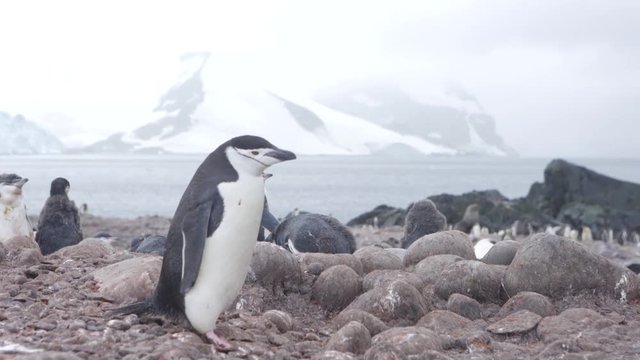 Chinstrap Penguin Walks In Antarctica Summer Rocky Beach