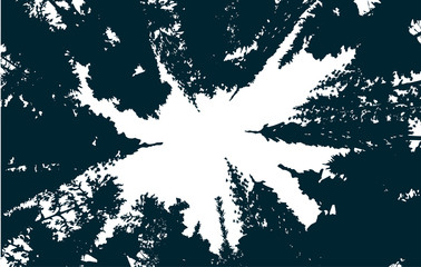 illustration with high pines in fir trees forest isolated on white background