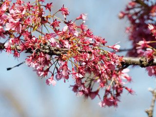 Branches garnies de fleurs du Cerisier du Japon 'Okamé' (Prunus x 'Okame')