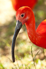 Scharlachsichler (Eudocimus ruber), Roter Sichler