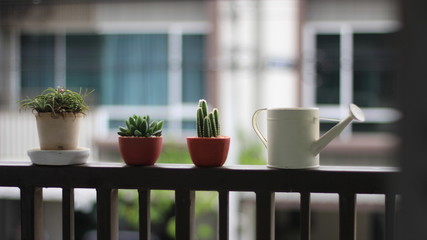 plant and watering-pot on the terrace