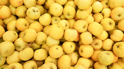 Fresh picked yellow golden delicious apples background in the harvest season