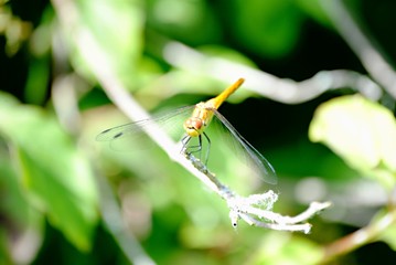 Libellule