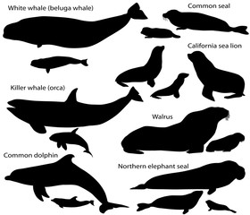 Collection of silhouettes of marine mammals and its cubs: california sea lion, common seal, walrus, northern elephant seal, white whale (beluga), killer whale (orca), common dolphin
