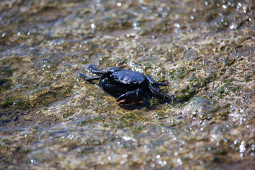 Crab sun bathing on shallow water