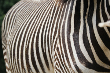 Fototapeta na wymiar Zebra pattern in a shallow depth of field image